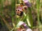 Ophrys scolopax